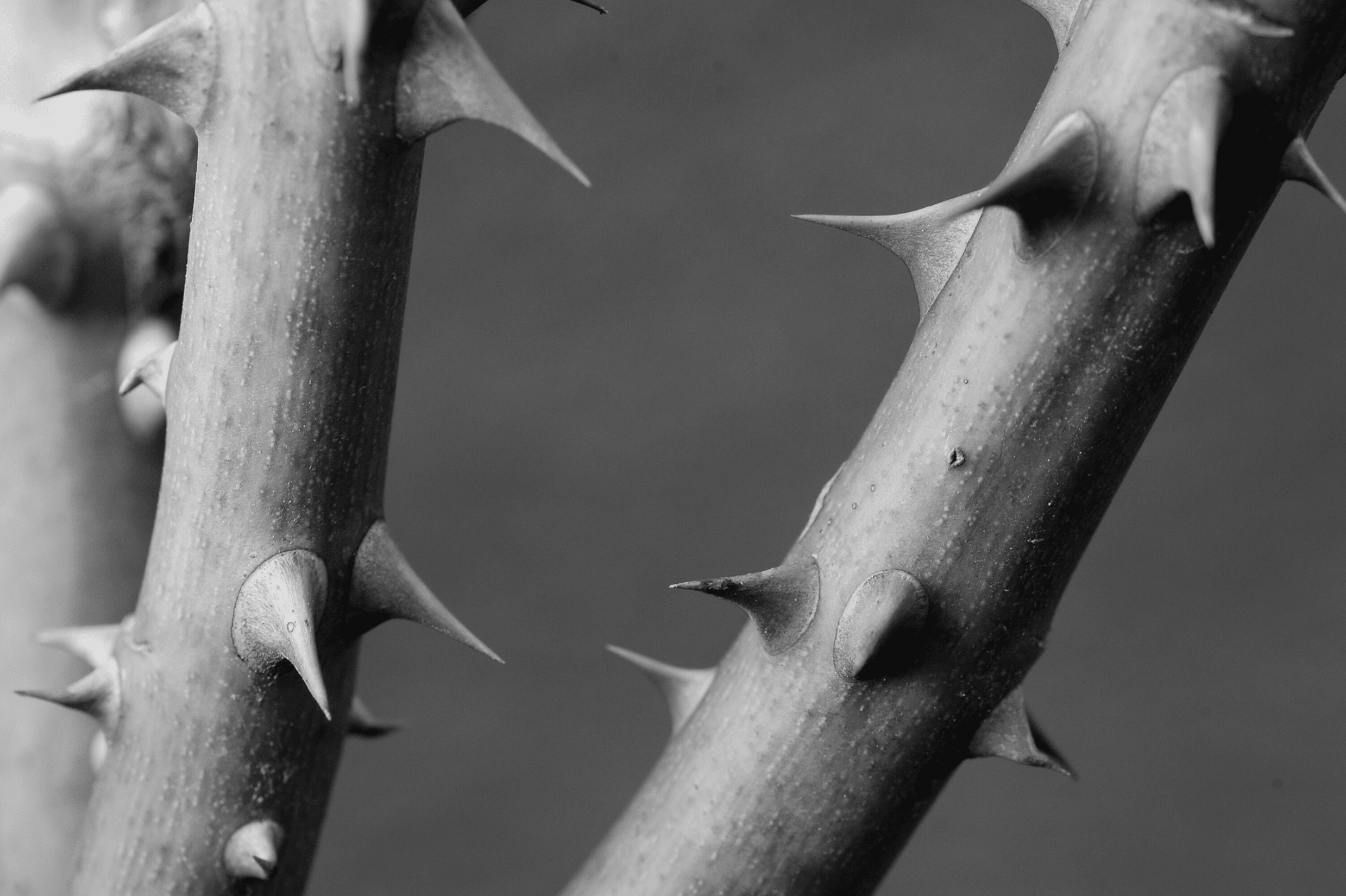 Spare parts: a thorny issue: IP monopolies v competition freedom
