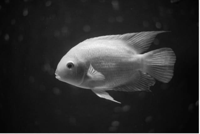 PISCES Regs 2025 enacted – transfers to be exempt from stamp duty and SDRT