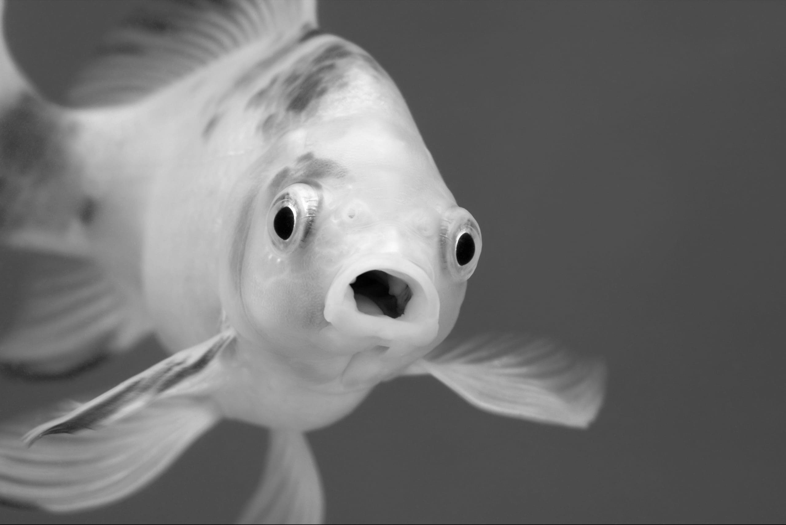 FCA publishes policy statement PS25/6 setting out final rules for the PISCES sandbox: framework now set out for operation of secondary share sale platforms in the UK