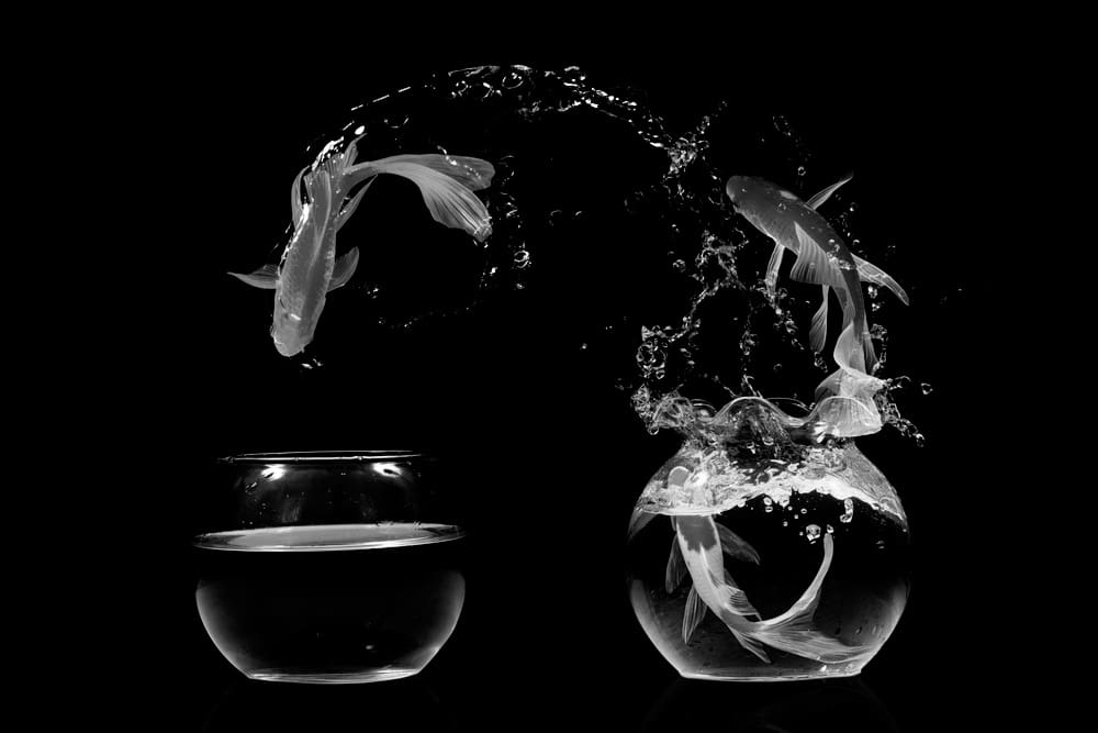 PISCES update: FCA approves four operators as first trades complete and the Finance Act 2026 lands